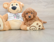 7 week old Mini Goldendoodle Puppy For Sale - Premier Pups