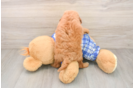 Mini Goldendoodle Pup Being Cute