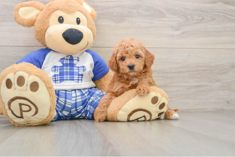 Playful Mini Groodle Poodle Mix Puppy
