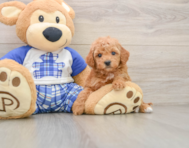 5 week old Mini Goldendoodle Puppy For Sale - Premier Pups