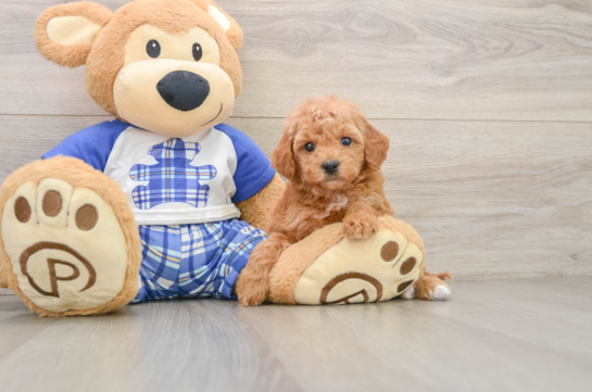 Playful Mini Groodle Poodle Mix Puppy