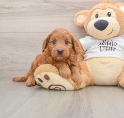 7 week old Mini Goldendoodle Puppy For Sale - Premier Pups