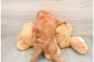 Mini Goldendoodle Puppy for Adoption