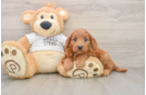 Energetic Golden Doodle Poodle Mix Puppy