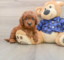 6 week old Mini Goldendoodle Puppy For Sale - Premier Pups