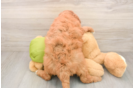 Fluffy Mini Goldendoodle Poodle Mix Pup