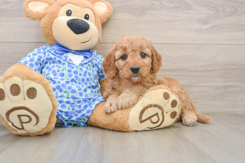 Mini Goldendoodle Pup Being Cute