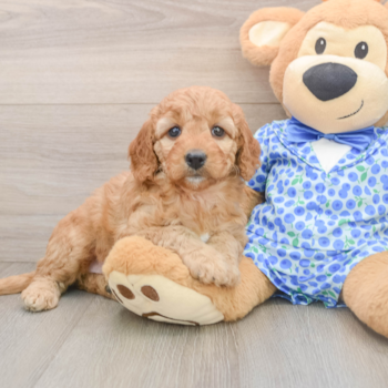 Mini Goldendoodle Pup Being Cute