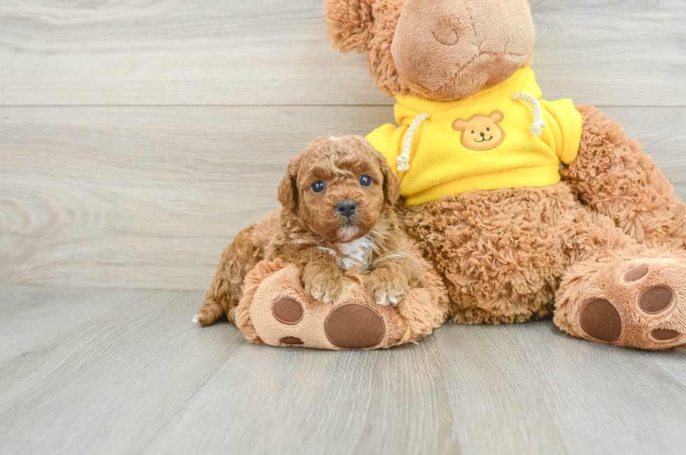 5 week old Mini Goldendoodle Puppy For Sale - Premier Pups