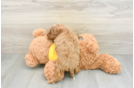 Mini Goldendoodle Puppy for Adoption