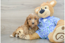 Funny Mini Goldendoodle Poodle Mix Pup