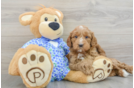 Mini Goldendoodle Pup Being Cute