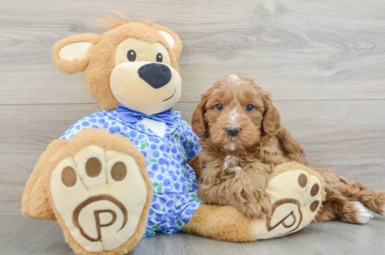 Mini Goldendoodle Pup Being Cute