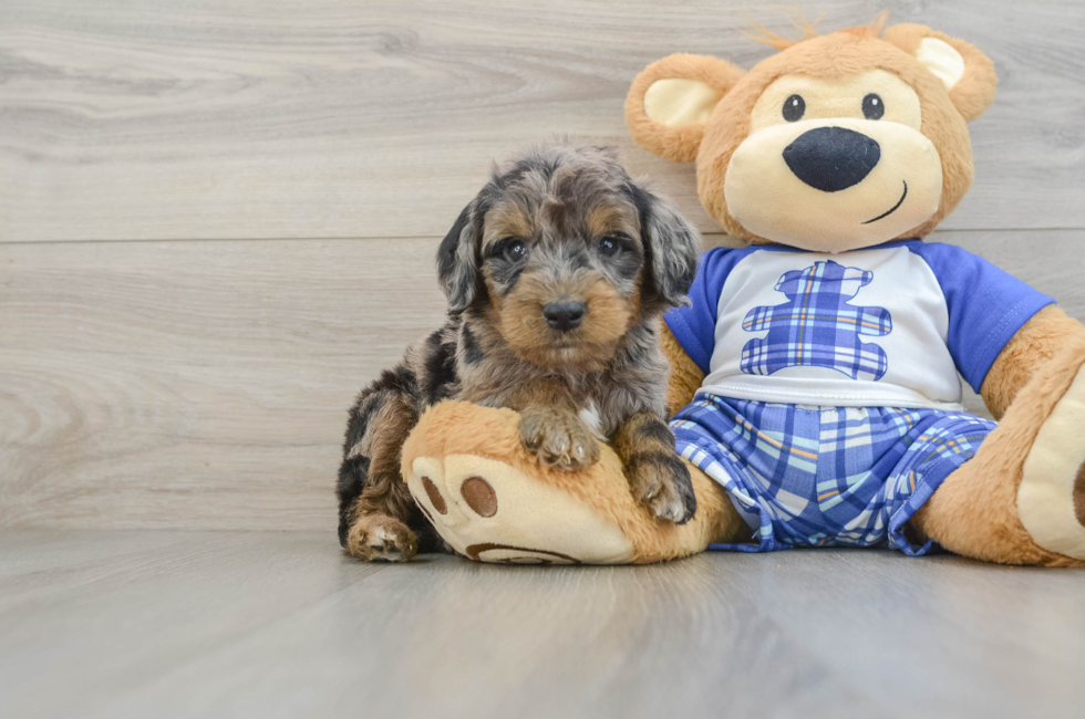5 week old Mini Goldendoodle Puppy For Sale - Premier Pups