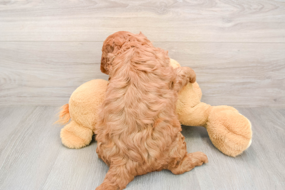 Happy Mini Goldendoodle Baby