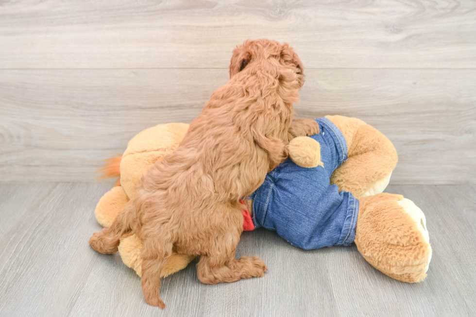 Mini Goldendoodle Pup Being Cute