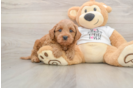 Best Mini Goldendoodle Baby