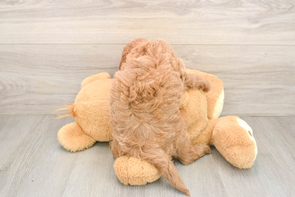 Petite Mini Goldendoodle Poodle Mix Pup