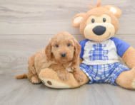 5 week old Mini Goldendoodle Puppy For Sale - Premier Pups