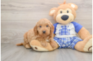 Popular Mini Goldendoodle Poodle Mix Pup