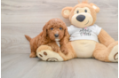 Best Mini Goldendoodle Baby