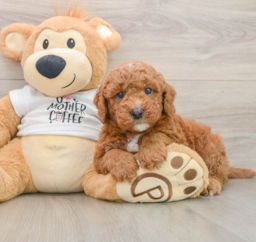 7 week old Mini Goldendoodle Puppy For Sale - Premier Pups
