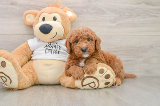 Friendly Mini Goldendoodle Baby