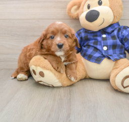 6 week old Mini Goldendoodle Puppy For Sale - Premier Pups