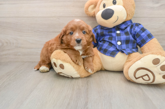 Best Mini Goldendoodle Baby