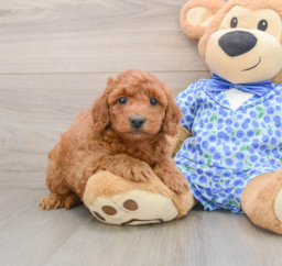 7 week old Mini Goldendoodle Puppy For Sale - Premier Pups