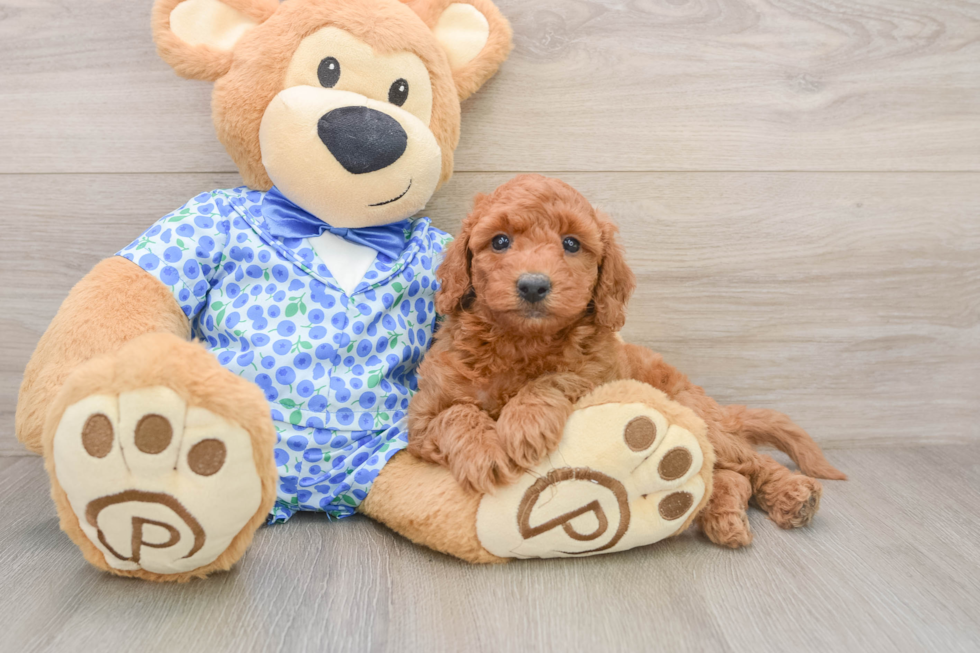 Cute Mini Goldendoodle Baby