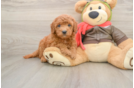 Fluffy Mini Goldendoodle Poodle Mix Pup