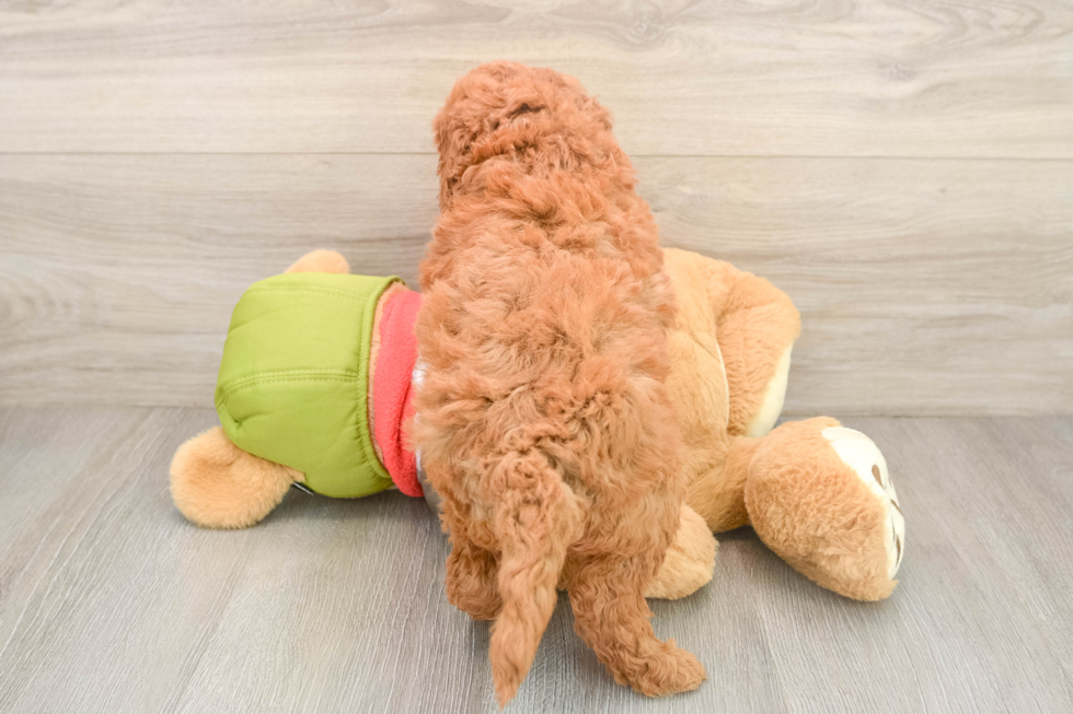 Energetic Golden Doodle Poodle Mix Puppy
