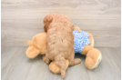 Funny Mini Goldendoodle Poodle Mix Pup