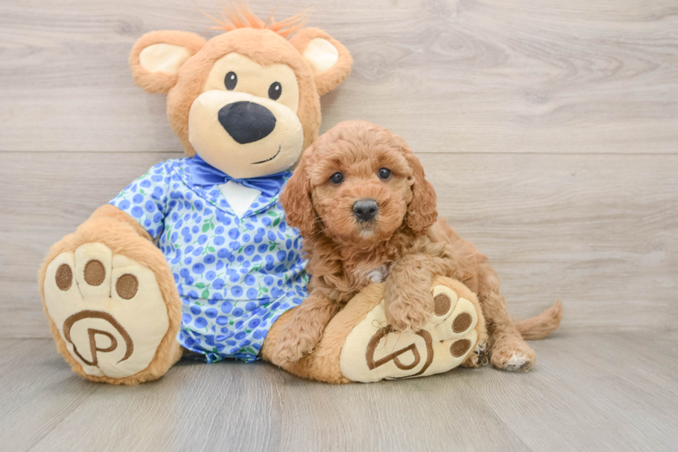 Mini Goldendoodle Puppy for Adoption