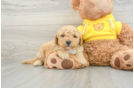 Friendly Mini Goldendoodle Baby