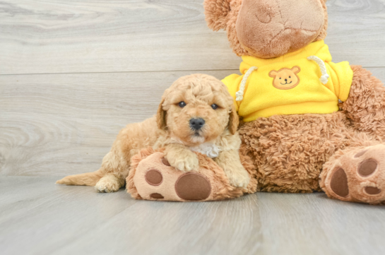 Friendly Mini Goldendoodle Baby