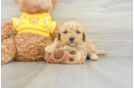 Small Mini Goldendoodle Baby