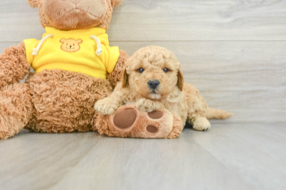 Small Mini Goldendoodle Baby