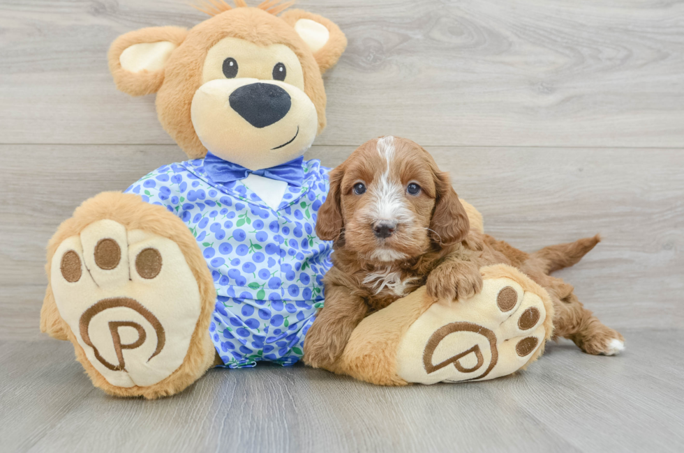 5 week old Mini Goldendoodle Puppy For Sale - Premier Pups