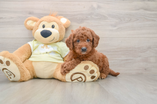 Mini Goldendoodle Puppy for Adoption