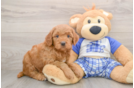 Small Mini Goldendoodle Baby