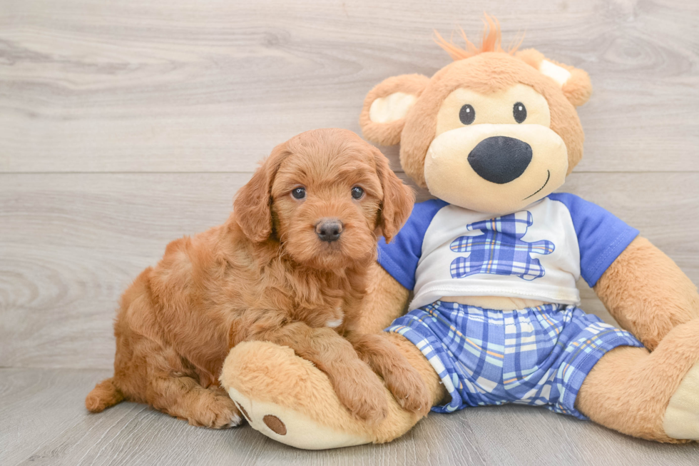 Small Mini Goldendoodle Baby