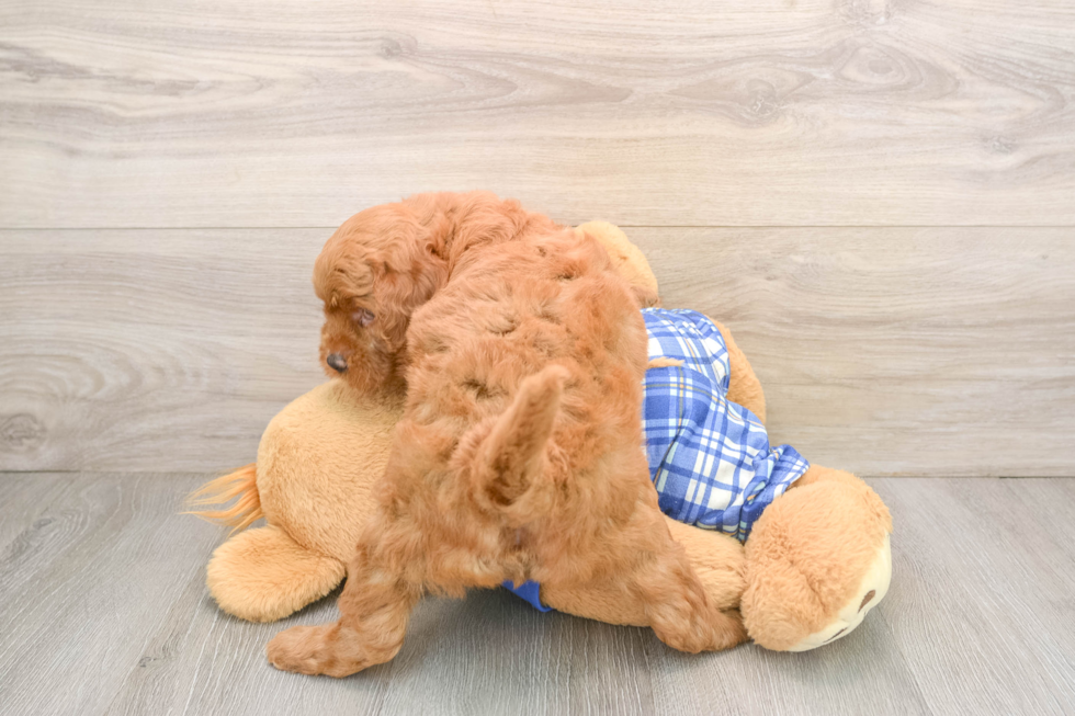 Funny Mini Goldendoodle Poodle Mix Pup