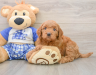 5 week old Mini Goldendoodle Puppy For Sale - Premier Pups