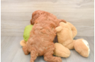 Small Mini Goldendoodle Baby