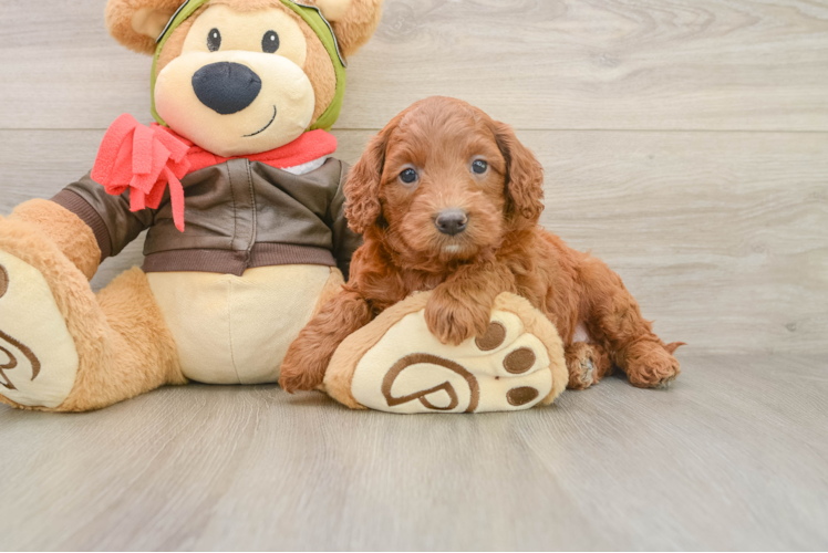 Funny Mini Goldendoodle Poodle Mix Pup