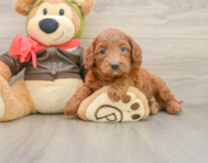 7 week old Mini Goldendoodle Puppy For Sale - Premier Pups