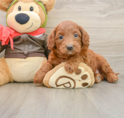 7 week old Mini Goldendoodle Puppy For Sale - Premier Pups