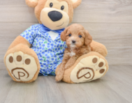 7 week old Mini Goldendoodle Puppy For Sale - Premier Pups